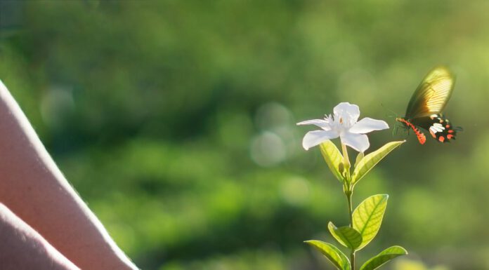aha Kompostmarkt in Neustadt bietet am 27. März Naturdünger für Hobbygärtner aha Kompostmarkt in Neustadt bietet am 27. März Naturdünger für Hobbygärtner