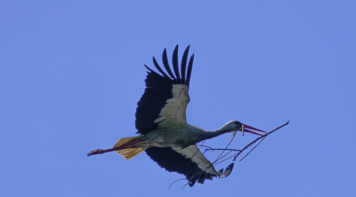 Saison-Bilanz 2024: Weißstorch-Boom in der Region Hannover setzt sich fort, Neustadt auf Platz 2 Saison-Bilanz 2024: Weißstorch-Boom in der Region Hannover setzt sich fort, Neustadt auf Platz 2