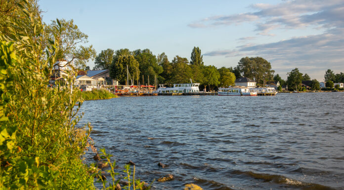 Warnung vor Blaualgen im Steinhuder Meer Warnung vor Blaualgen im Steinhuder Meer