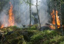 Waldbrandgefahr in Niedersachsen steigt: Hohe Temperaturen und Trockenheit Die Waldbrandgefahr in Niedersachsen steigt aufgrund von Trockenheit und hohen Temperaturen. Niedersächsisches Ministerium und Landesfeuerwehrverband informieren