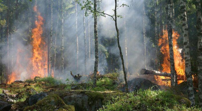 Waldbrandgefahr in Niedersachsen steigt: Hohe Temperaturen und Trockenheit Die Waldbrandgefahr in Niedersachsen steigt aufgrund von Trockenheit und hohen Temperaturen. Niedersächsisches Ministerium und Landesfeuerwehrverband informieren