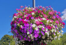Blumenampeln sollen wieder erblühen – Neustadt setzt auf bienenfreundliche Stadtgestaltung, Sponsoren gesucht Blumenampeln erblühen wieder in Neustadt: Sponsoren gesucht für bienenfreundliche Stadtgestaltung im Jahr 2026