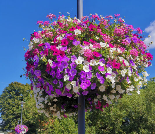 Blumenampeln sollen wieder erblühen – Neustadt setzt auf bienenfreundliche Stadtgestaltung, Sponsoren gesucht Blumenampeln erblühen wieder in Neustadt: Sponsoren gesucht für bienenfreundliche Stadtgestaltung im Jahr 2026