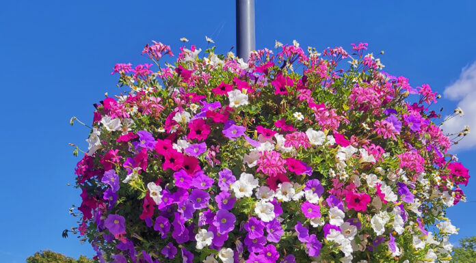 Blumenampeln sollen wieder erblühen – Neustadt setzt auf bienenfreundliche Stadtgestaltung, Sponsoren gesucht Blumenampeln erblühen wieder in Neustadt: Sponsoren gesucht für bienenfreundliche Stadtgestaltung im Jahr 2026
