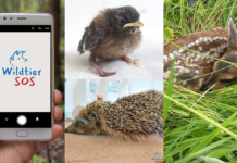 Wildtier in Not? Was tun? – Hilfe für Helfende, App für Wildtiere in Not bietet schnelle Unterstützung Die App Wildtier-SOS bietet schnelle Hilfe für Wildtiere in Not und unterstützt bei der richtigen Ansprechperson