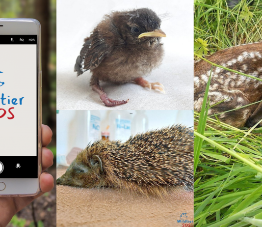 Wildtier in Not? Was tun? – Hilfe für Helfende, App für Wildtiere in Not bietet schnelle Unterstützung Die App Wildtier-SOS bietet schnelle Hilfe für Wildtiere in Not und unterstützt bei der richtigen Ansprechperson