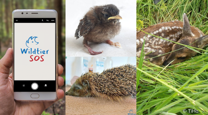 Wildtier in Not? Was tun? – Hilfe für Helfende, App für Wildtiere in Not bietet schnelle Unterstützung Die App Wildtier-SOS bietet schnelle Hilfe für Wildtiere in Not und unterstützt bei der richtigen Ansprechperson