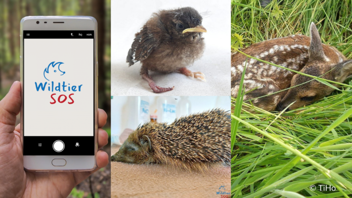 Die App Wildtier-SOS bietet schnelle Hilfe für Wildtiere in Not und unterstützt bei der richtigen Ansprechperson