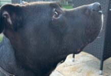 Hundesteuer: Stadt kontrolliert jetzt stärker Wer Hunde nicht anmeldet, riskiert Bußgeld und Nachzahlung. Jetzt wird im Stadtgebiet stärker kontrolliert