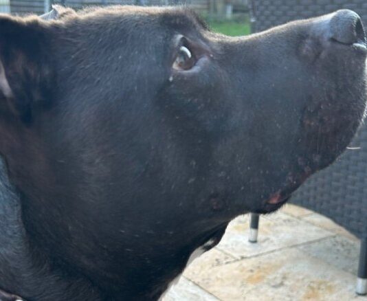 Hundesteuer: Stadt kontrolliert jetzt stärker Wer Hunde nicht anmeldet, riskiert Bußgeld und Nachzahlung. Jetzt wird im Stadtgebiet stärker kontrolliert