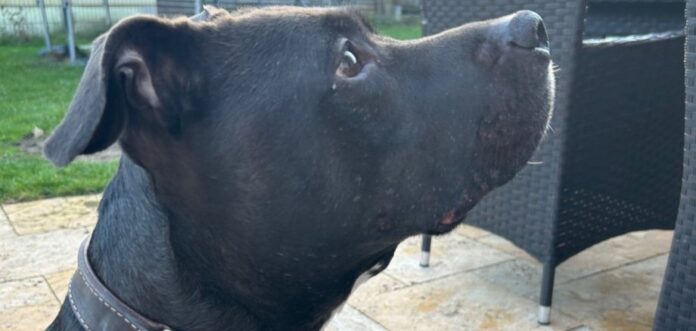 Wer Hunde nicht anmeldet, riskiert Bußgeld und Nachzahlung. Jetzt wird im Stadtgebiet stärker kontrolliert