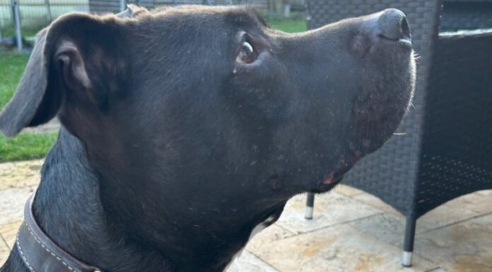 Hundesteuer: Stadt kontrolliert jetzt stärker Wer Hunde nicht anmeldet, riskiert Bußgeld und Nachzahlung. Jetzt wird im Stadtgebiet stärker kontrolliert