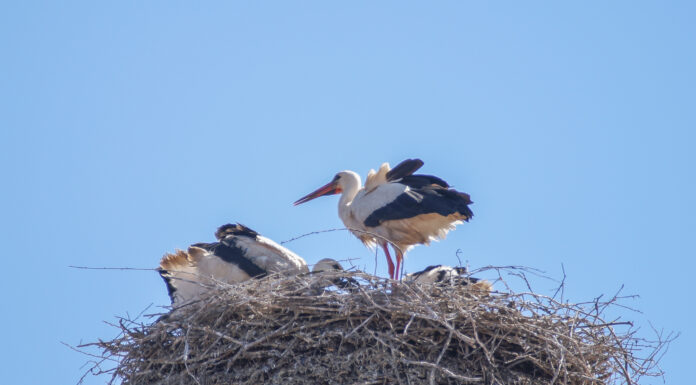 Weißstorch-Rekord in der Region Hannover – 204 Paare, Neustadt auf Platz 2 Weißstorch-Rekord in der Region Hannover: 204 Paare, 357 Jungstörche. Storchenpopulation in Neustadt auf Platz 2 - warum der Bestand 2026 wächst.