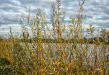 Wir holen uns die bunten Farben des Herbstes