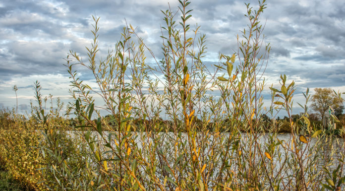 Neue Wege für den Wassersport am Steinhuder Meer ?